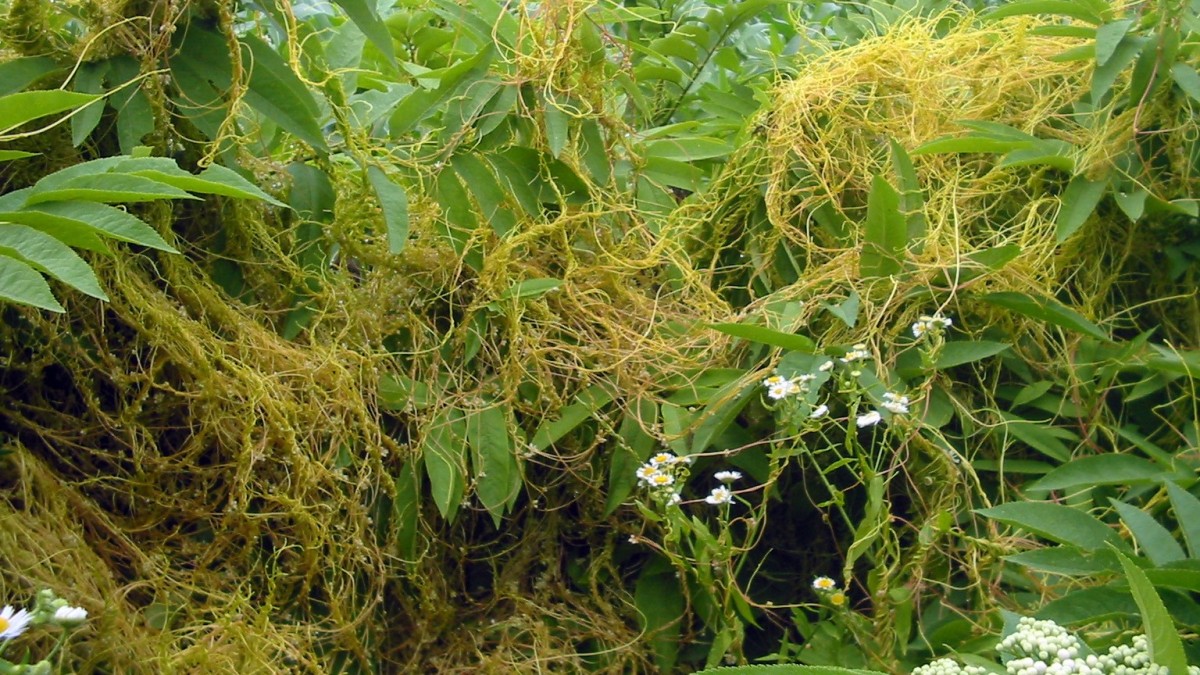 cuscuta
