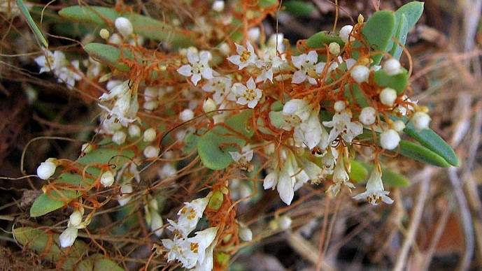cuscuta