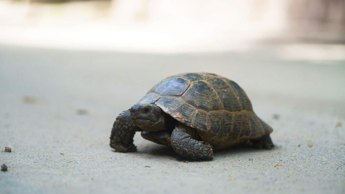 tartaruga di terra in giardino