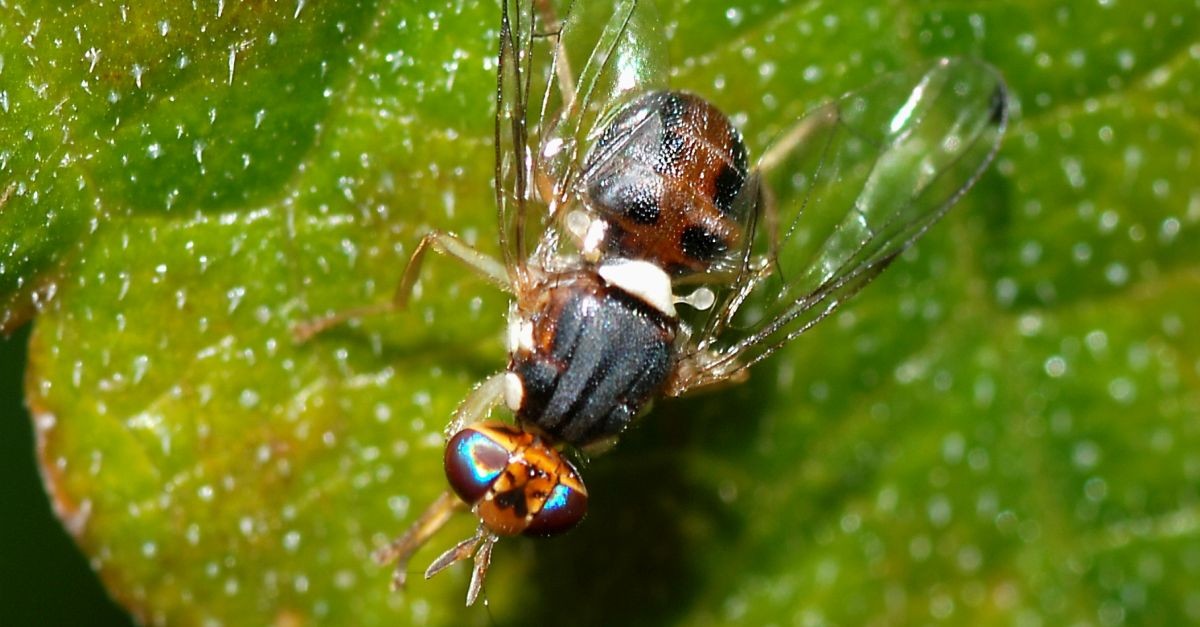 dettaglio ravvicinato mosca olearia 