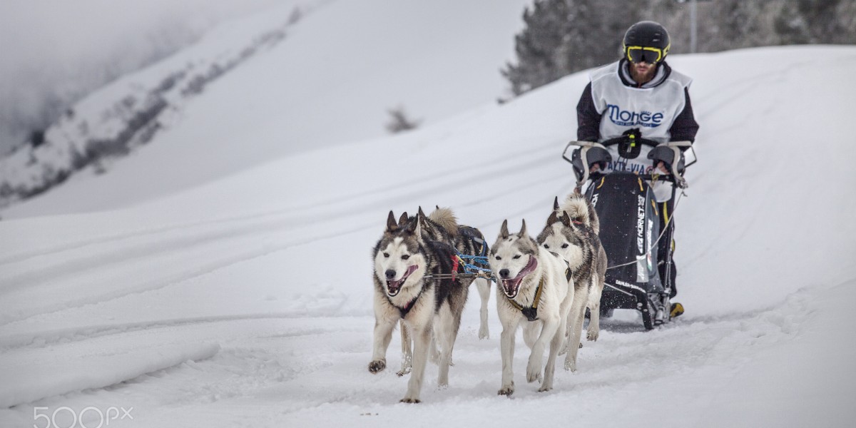 Dogsledding in Italy