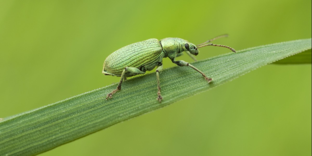 perchè le cimici entrano in casa 