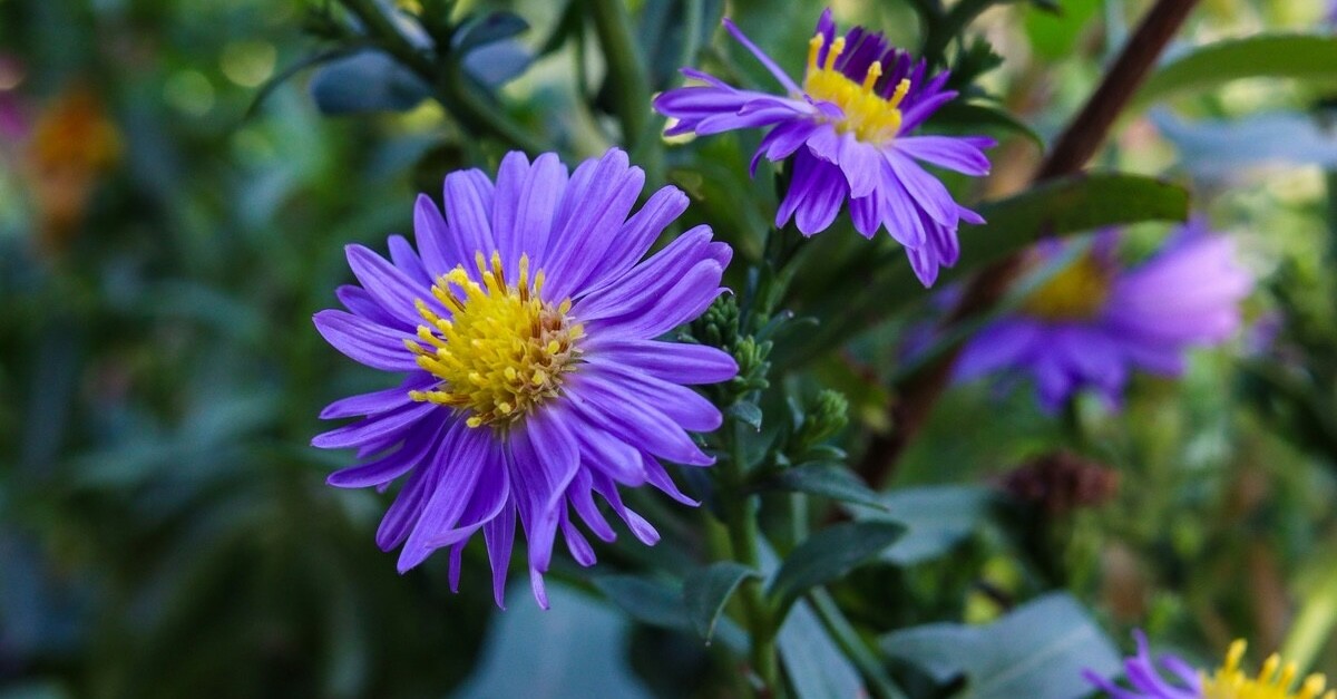 fiori astri viola con centro giallo