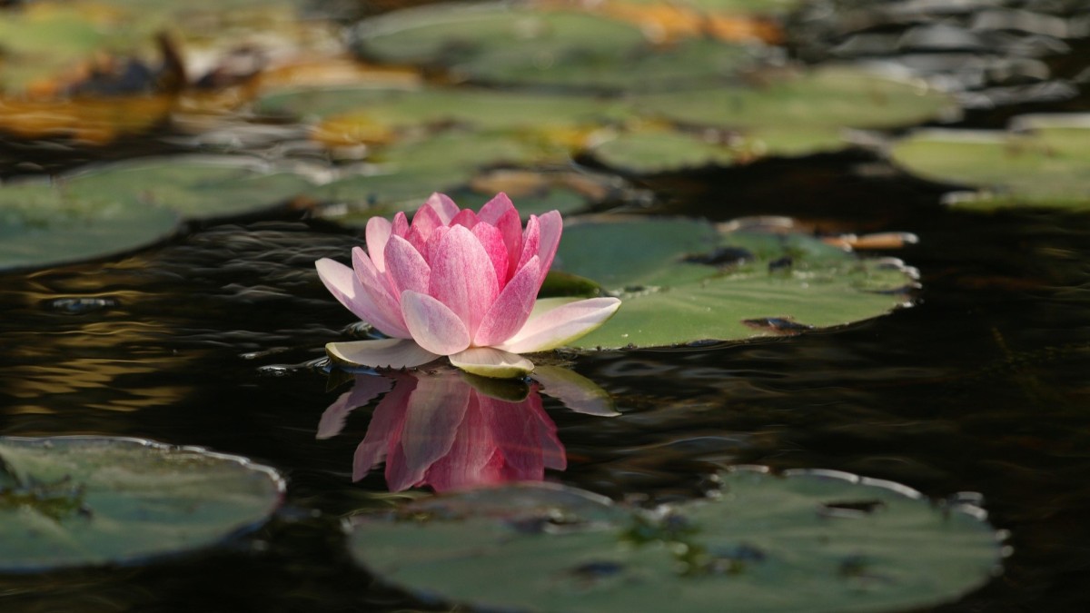 victoria amazonica