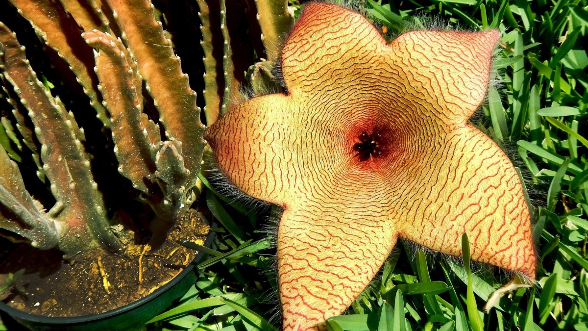 stapelia