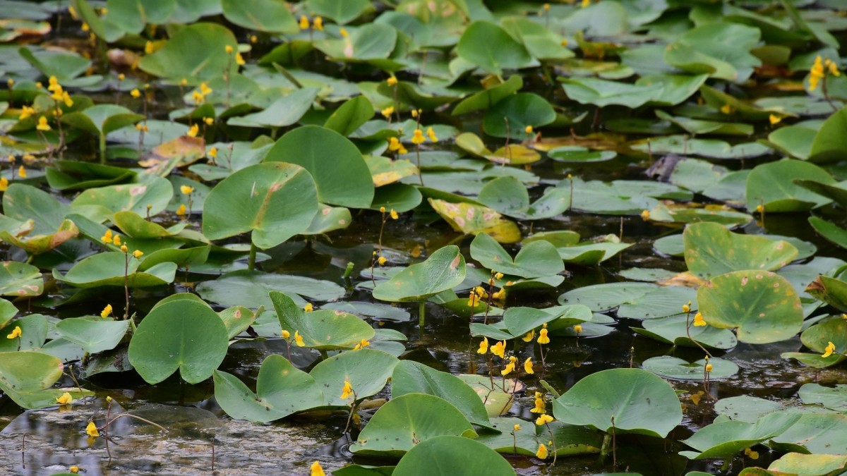 utricularia vulgaris