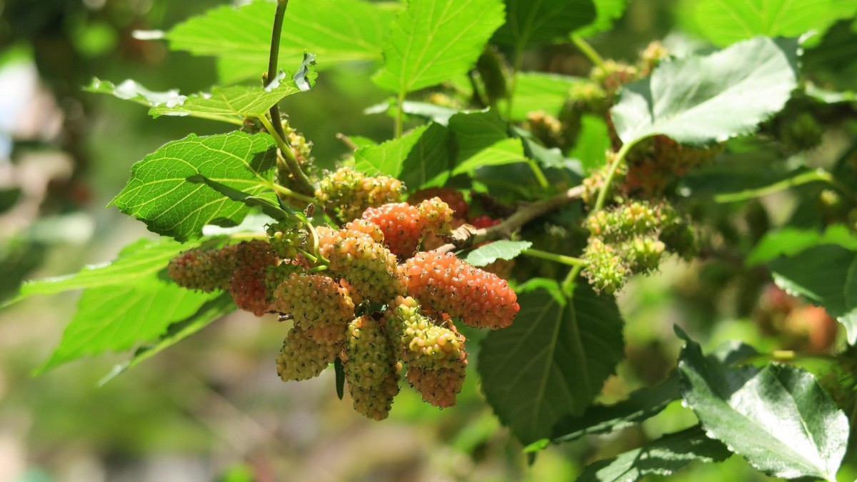 quando potare il gelso