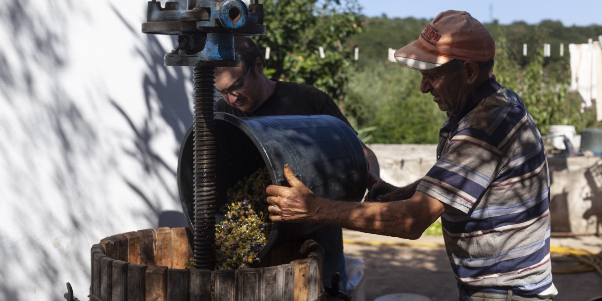 bacco nelle gnostre 2025 