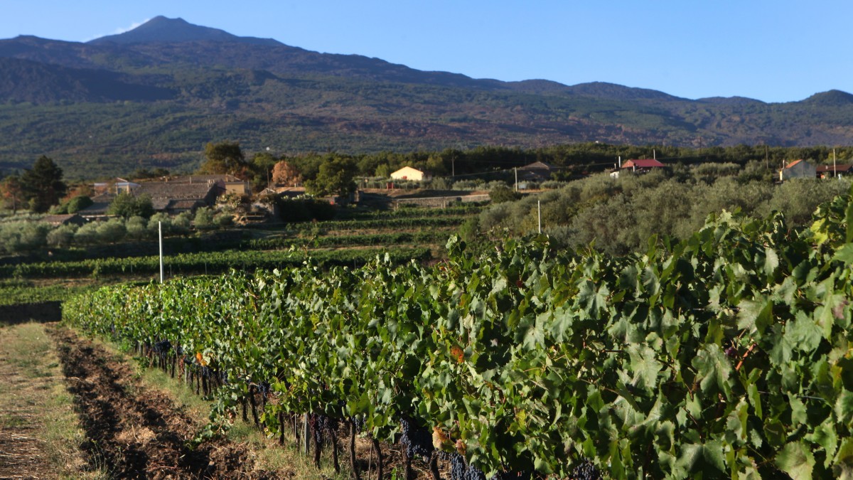 Route des vins de l'Etna