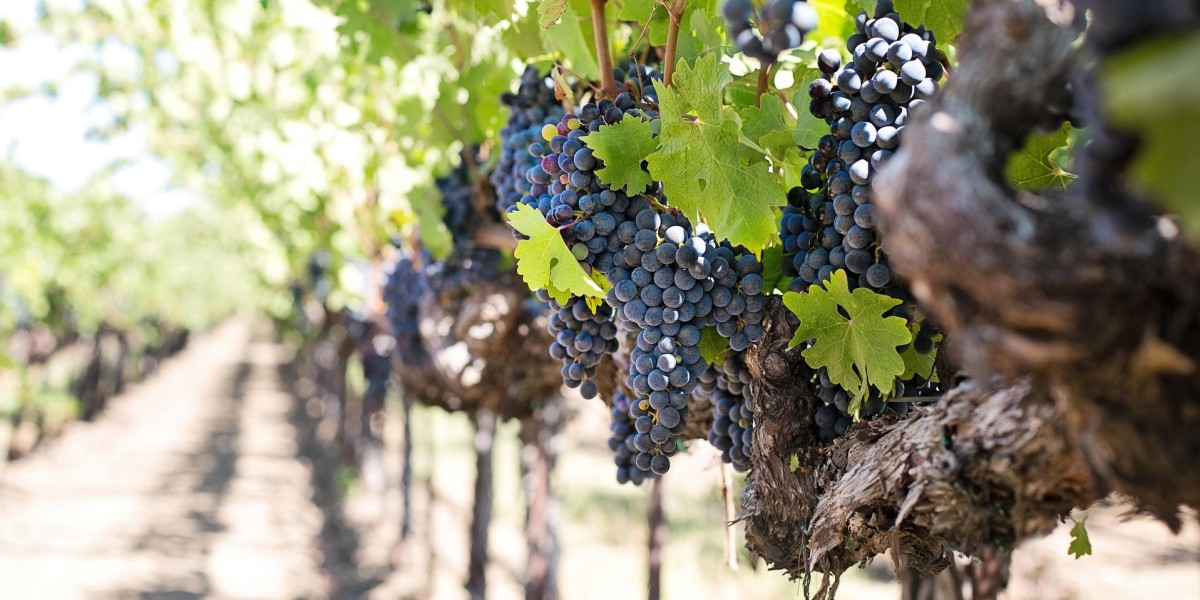 bacco nelle gnostre 2025 