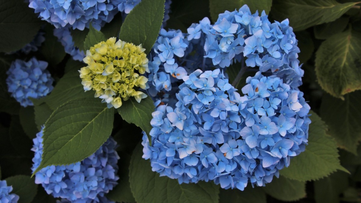 ortensia foglie gialle