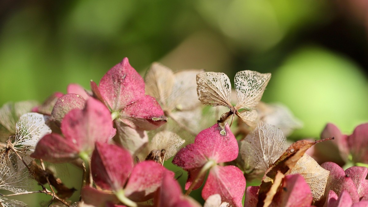 ortensia foglie gialle