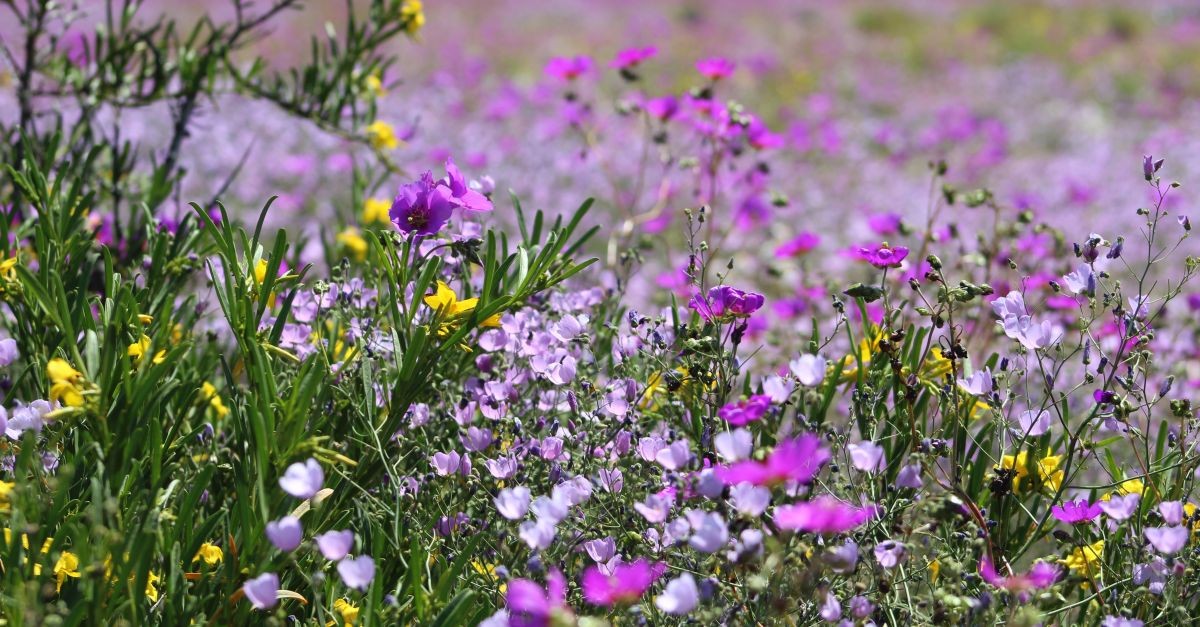 Il deserto di Atacama in fiore 