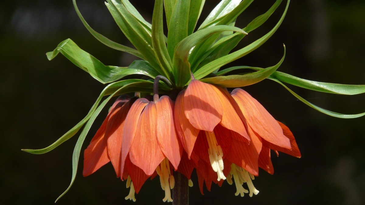 fritillaria