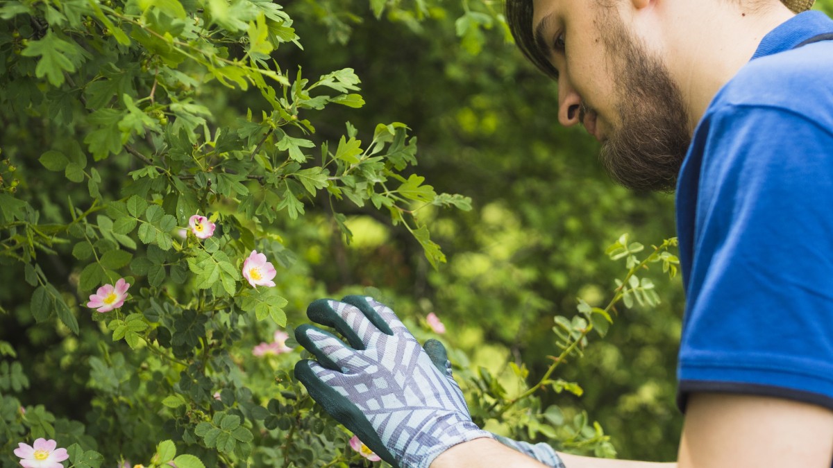 trappole cromotropiche