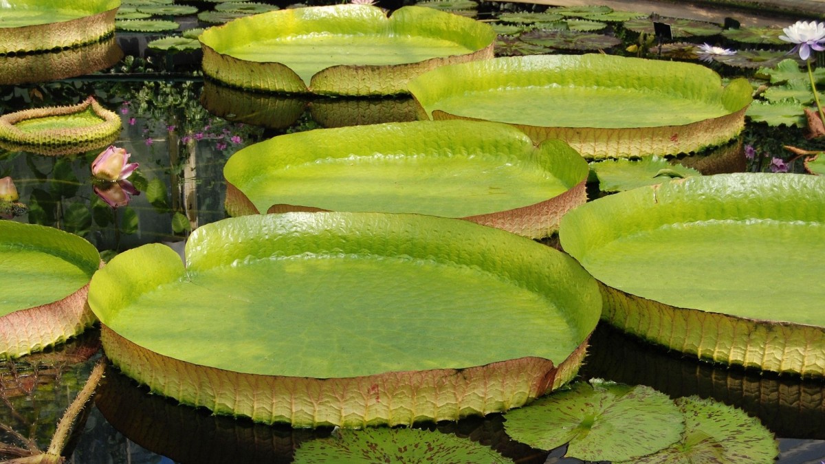 victoria amazonica
