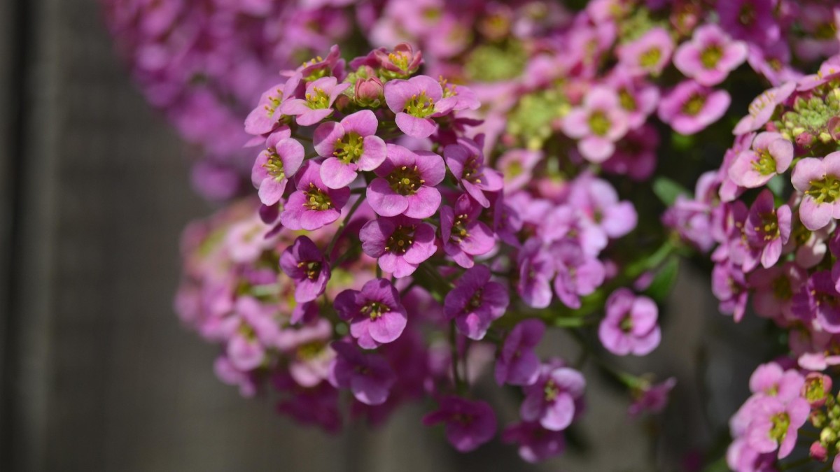 lobularia esposizione