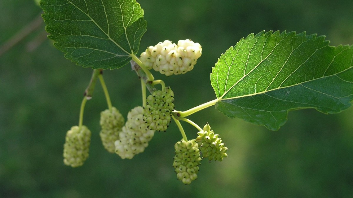 quando potare il gelso