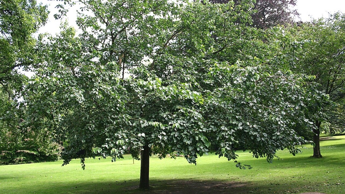 quando potare il gelso