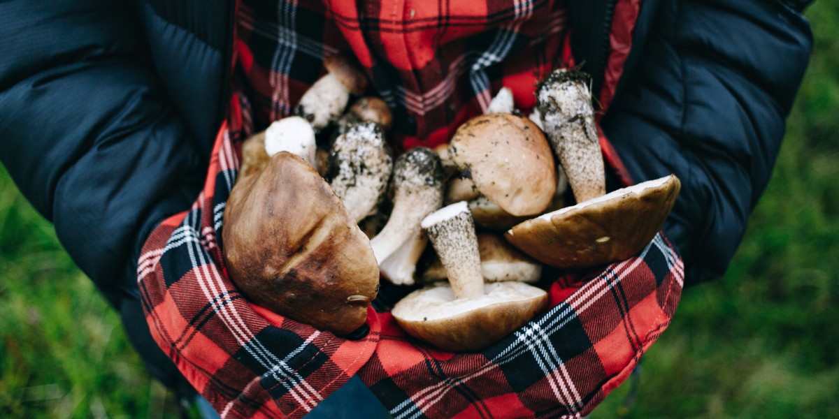 sagra dei funghi cusano mutri 