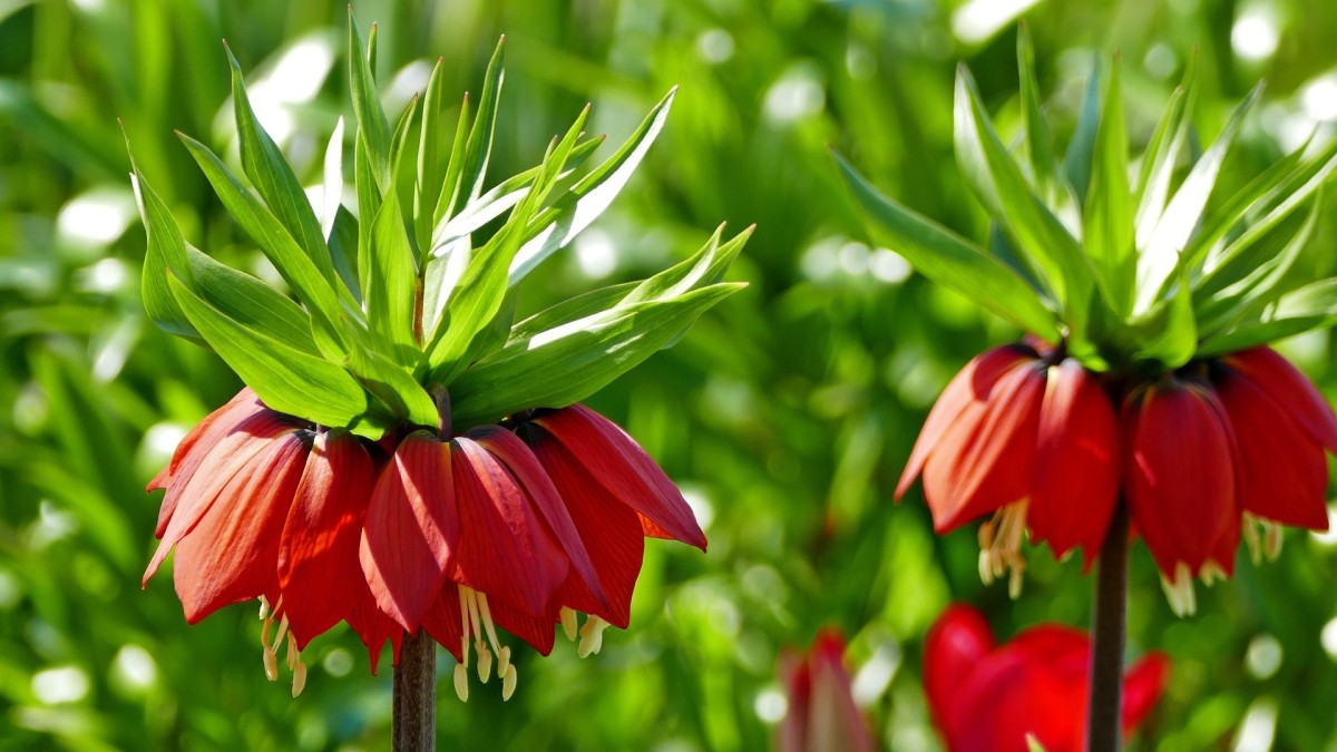 fritillaria