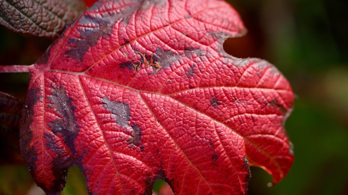 ortensia foglie gialle