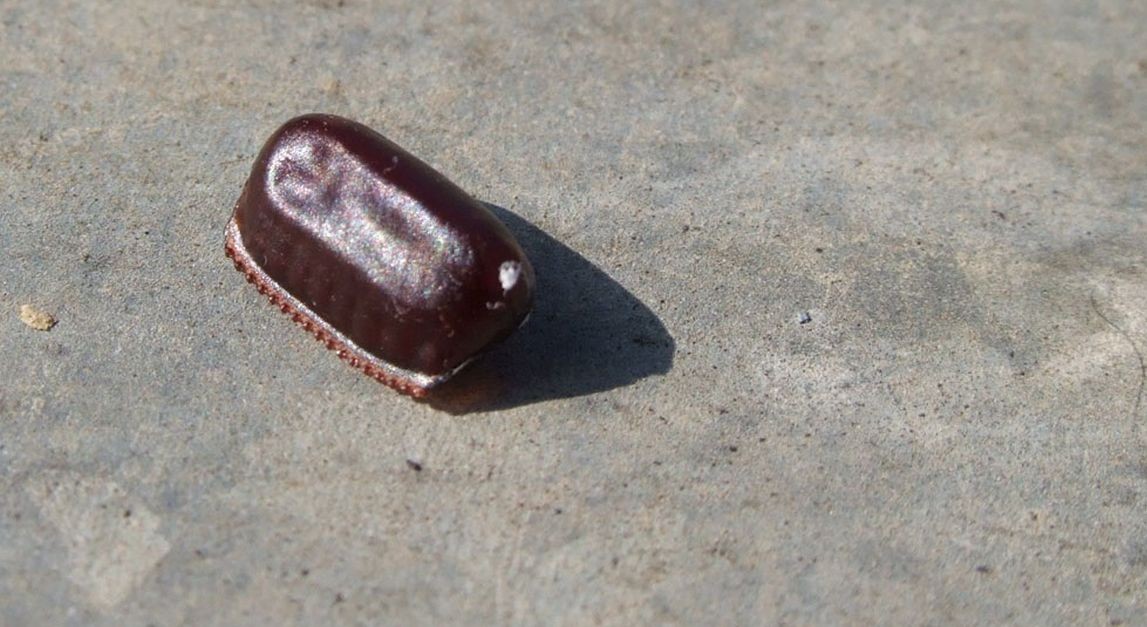 ooteca di una blatta volante 