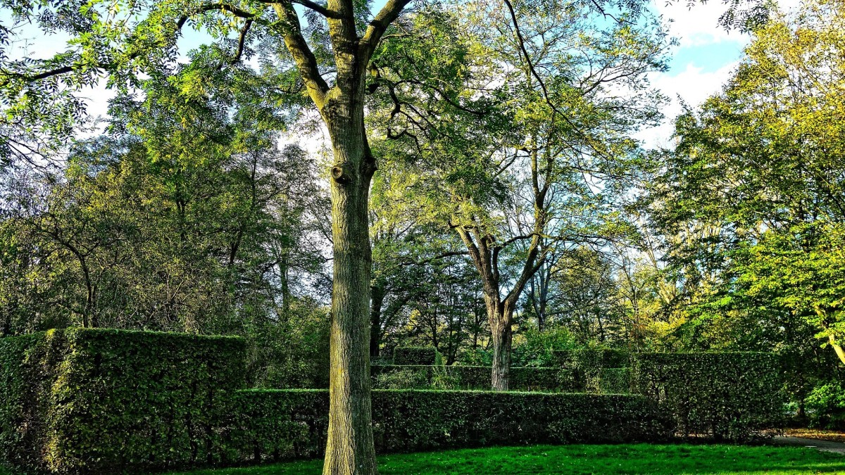 cipresso da siepe
