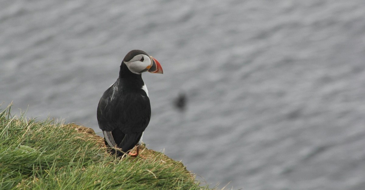 Una pulcinella di mare sull'Isola di Grímsey