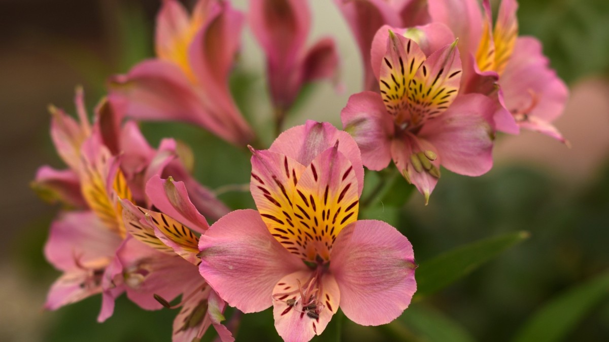 alstroemeria