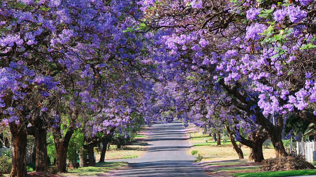 jacaranda