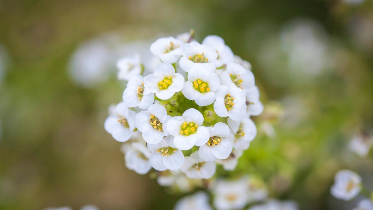 lobularia esposizione