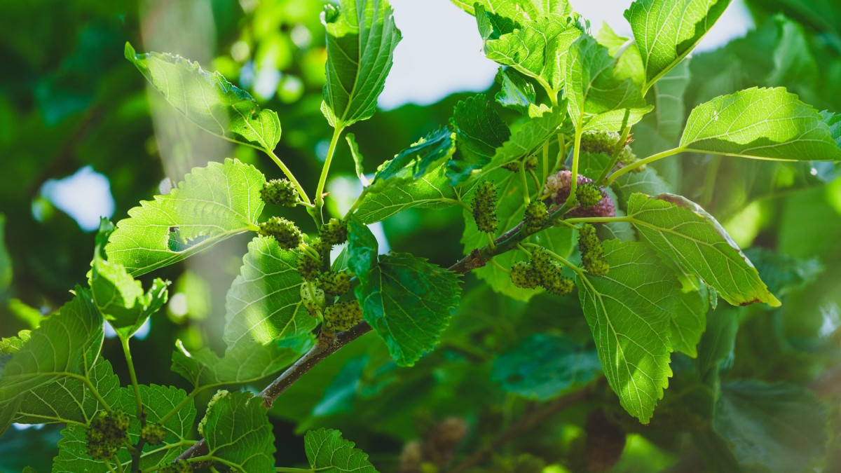 quando potare il gelso