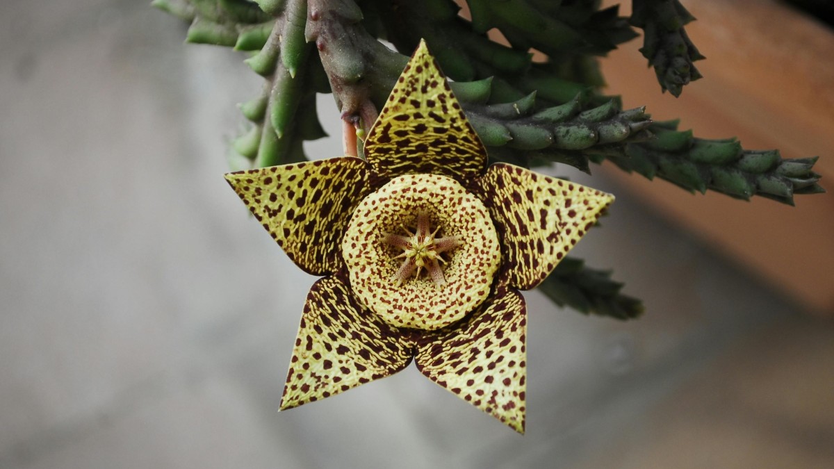 stapelia