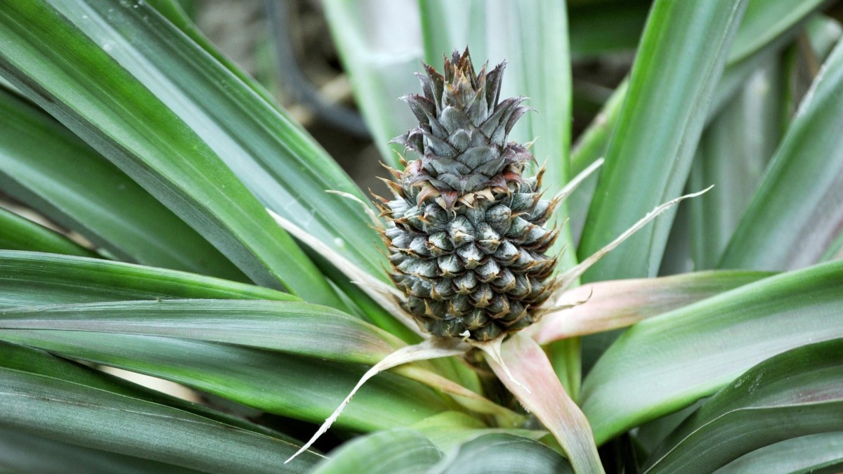 coltivare ananas