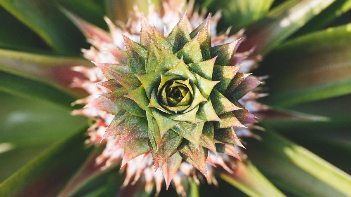 coltivare ananas