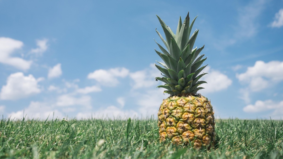coltivare ananas