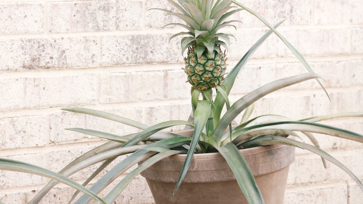 coltivare ananas