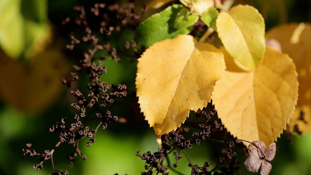 ortensia foglie gialle