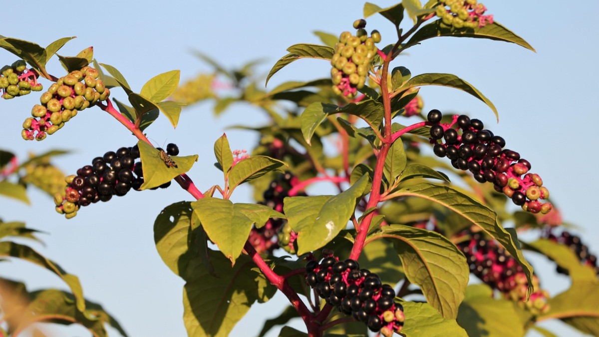 phytolacca americana velenosa