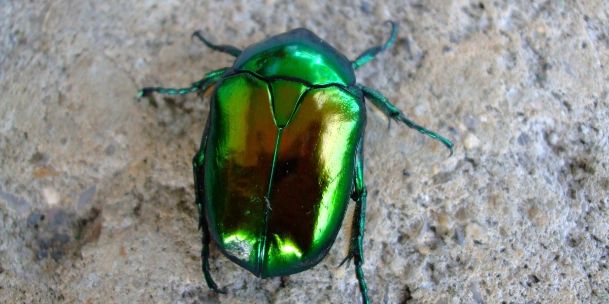 perchè le cimici entrano in casa 