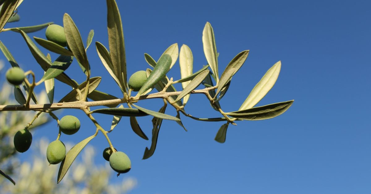 ramo con olive davanti a cielo azzurro