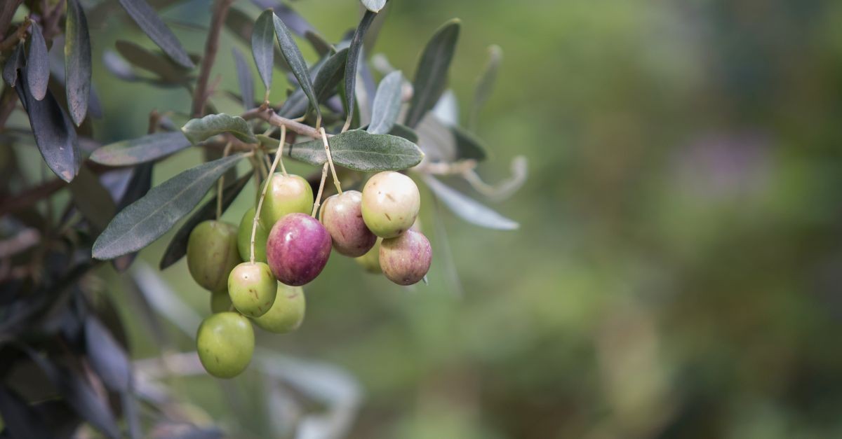 ramo di ulivo con frutti