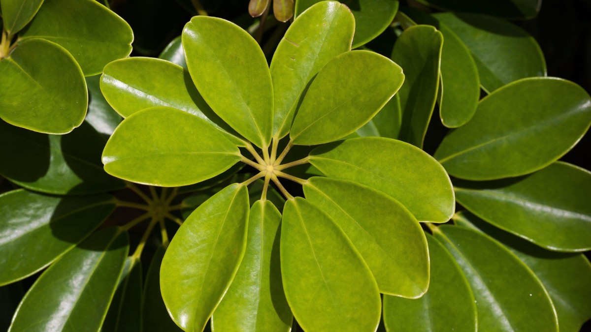 pianta ombrello