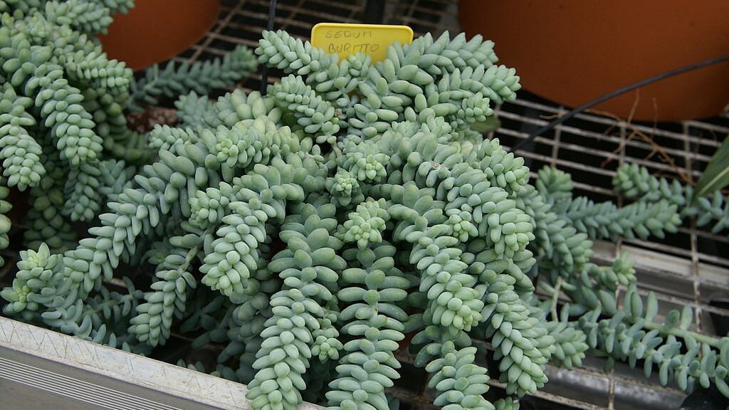 sedum burrito