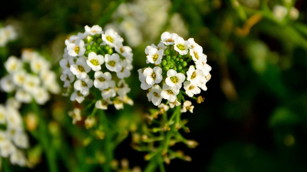lobularia esposizione