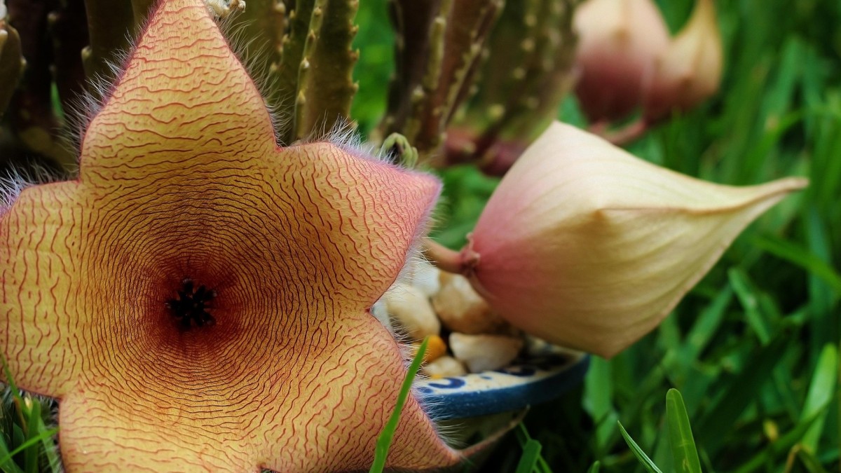 stapelia