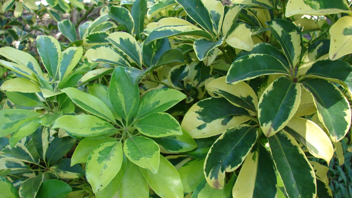 pianta ombrello