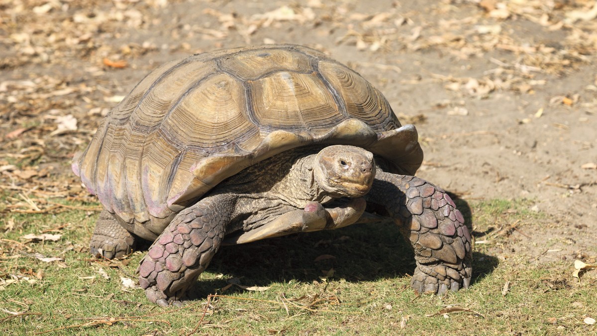 tartaruga di terra in giardino