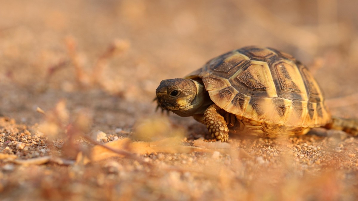 tartaruga in giardino
